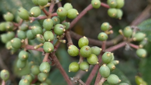Viburnum cylindricum, photograph 1
