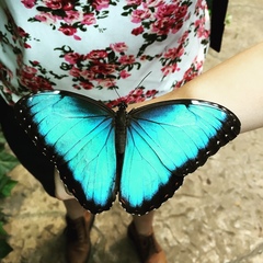 Morpho helenor narcissus