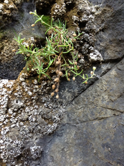 Spergularia tasmanica