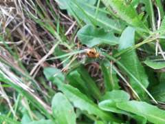 Alpaida variabilis