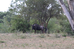 Connochaetes taurinus