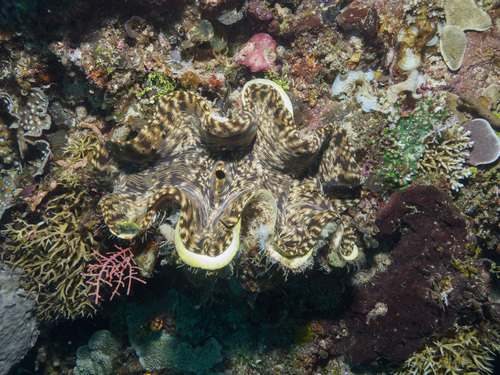 Fluted Giant Clam — seen at this dive site