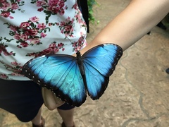 Morpho helenor narcissus
