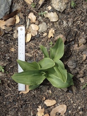 Platanthera elongata