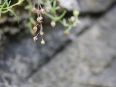 Spergularia tasmanica