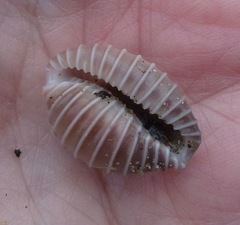 Pusula solandri