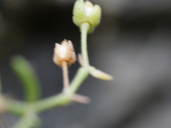 Spergularia tasmanica
