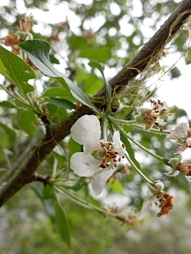 Image of Malus hupehensis by (c) jimmy, some rights reserved (CC BY)