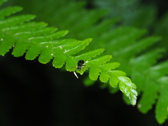 Pseudotheopea sauteri