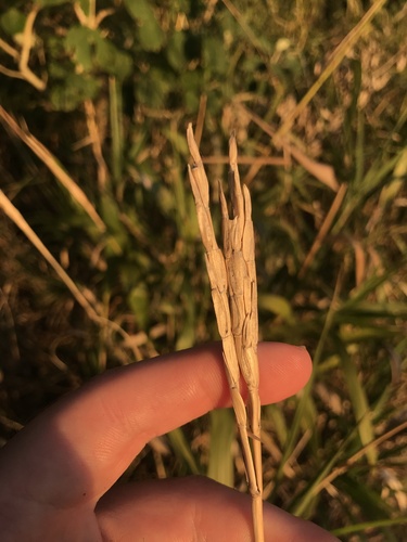 Phacelurus latifolius iNat (1)