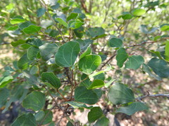Bauhinia lunarioides