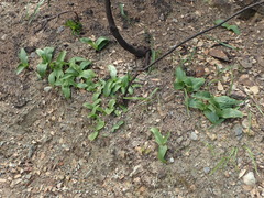 Platanthera elongata