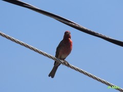 Haemorhous mexicanus