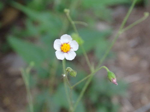 White velvetleaf (Wissadula periplocifolia)