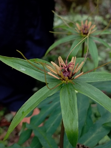 Image of Paris polyphylla by (c) jimmy, some rights reserved (CC BY)