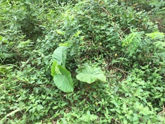 Alocasia macrorrhizos