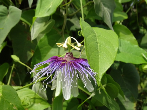 Image of Passiflora serratifolia by (c) Alexis López Hernández, some rights reserved (CC BY)