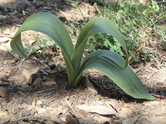 Platanthera elongata