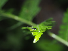 Pseudotheopea sauteri