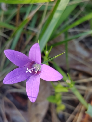 Image of Campanula lusitanica by (c) Carminda Santos, some rights reserved (CC BY)