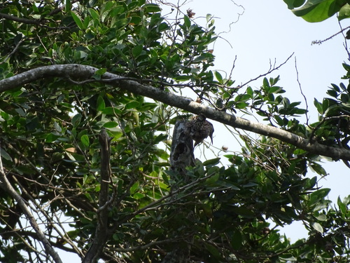 Veracruz Wren (Campylorhynchus rufinucha), photo 4