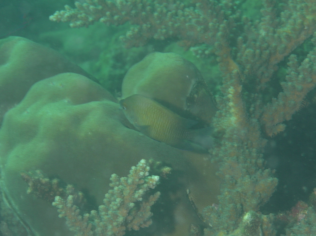 Big-lip damsel
