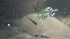 Pseudoxiphophorus bimaculatus