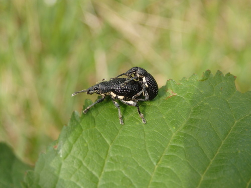 Polydius hispanus