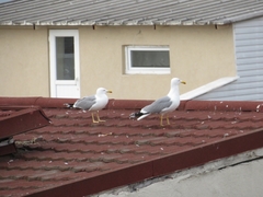 Larus michahellis