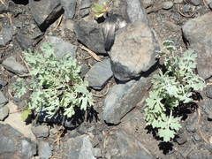 Ehrendorferia chrysantha