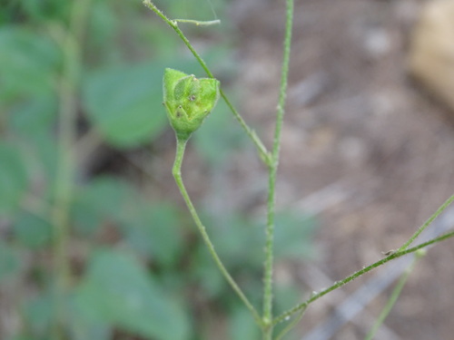 Image of Wissadula periplocifolia by (c) Alexis López Hernández, some rights reserved (CC BY)