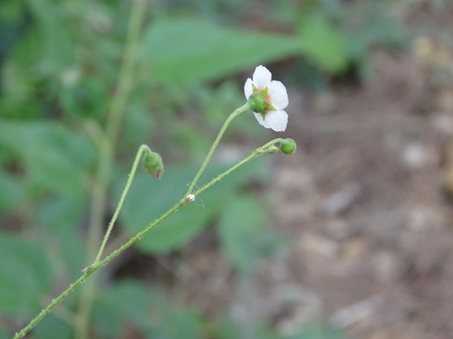 Image of Wissadula periplocifolia by (c) Alexis López Hernández, some rights reserved (CC BY)