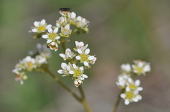 Micranthes integrifolia