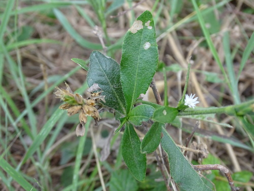 Image of Pseudelephantopus spicatus by (c) Alexis López Hernández, some rights reserved (CC BY)