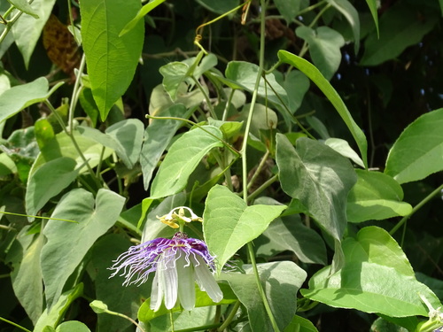 Image of Passiflora serratifolia by (c) Alexis López Hernández, some rights reserved (CC BY)