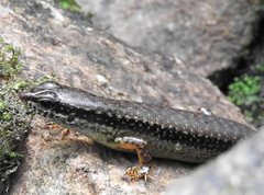 Sphenomorphus incognitus