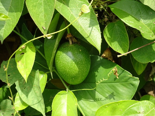 Image of Passiflora serratifolia by (c) Alexis López Hernández, some rights reserved (CC BY)