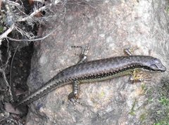 Sphenomorphus incognitus