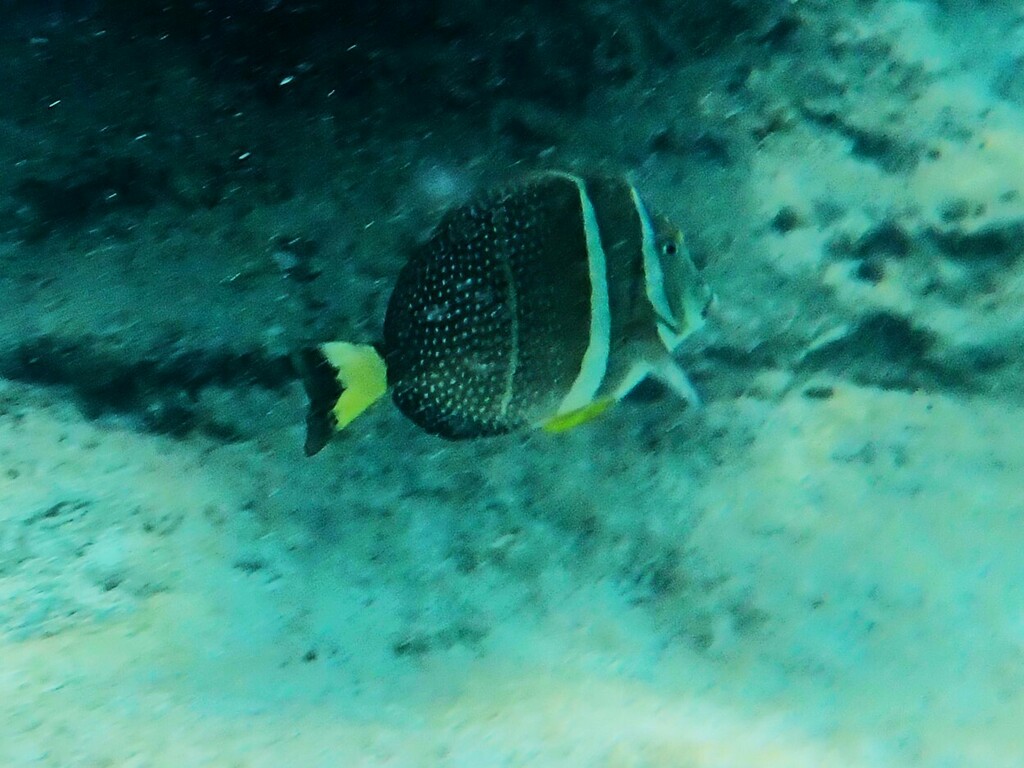 Whitespotted surgeonfish