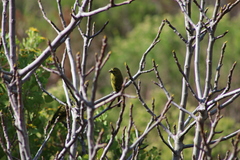 Crithagra sulphurata