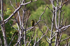 Crithagra sulphurata