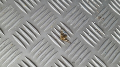 Amata grotei