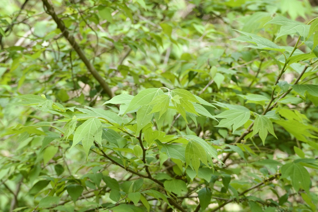 Lindera triloba; photograph (c) りなべる, some rights reserved (CC BY)