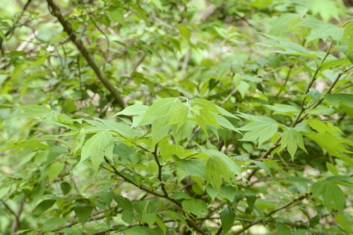 Japanese spicebush (Lindera triloba)