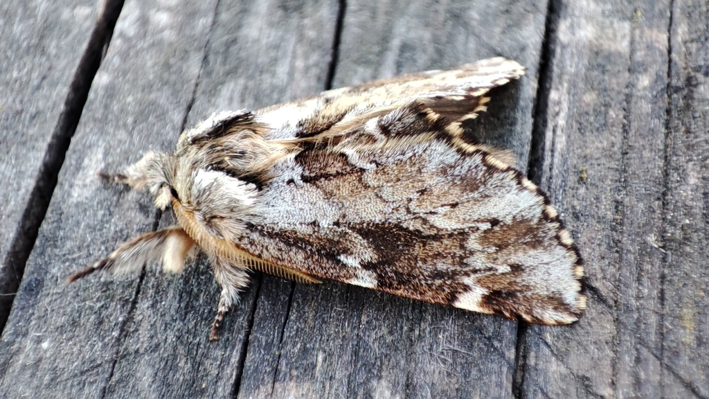 Odontosia sieversii