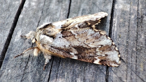 Odontosia sieversii