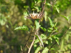 Hibiscus acicularis