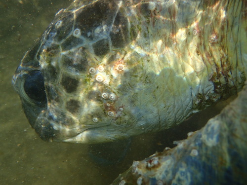 Platylepas hexastylos