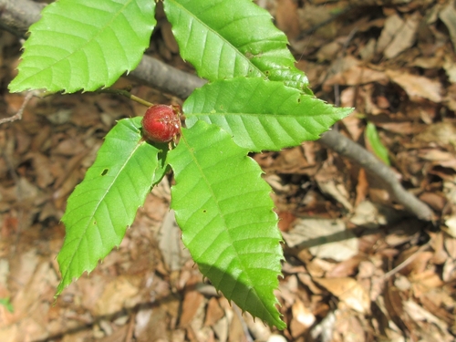 Japanese Chestnut
