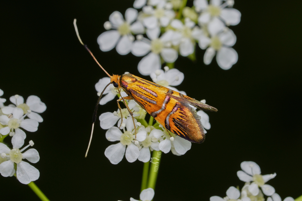 Nemophora staudingerella